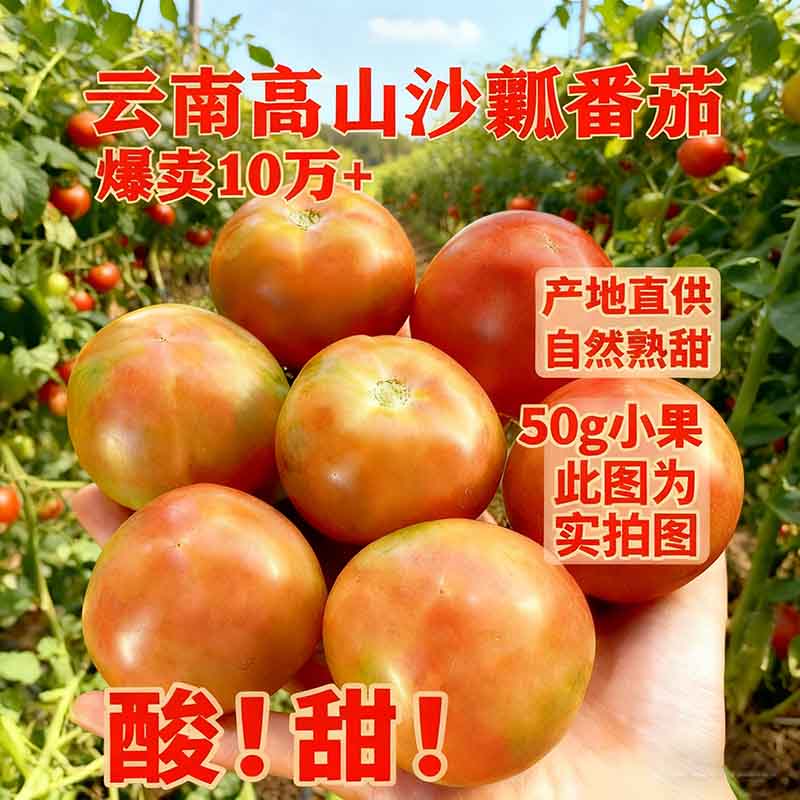 【一般品质】云南高山沙瓤西红柿新鲜水果生吃蔬菜番茄非普罗旺斯