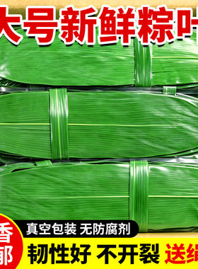 粽子叶大号粽叶包粽子送绳子端午