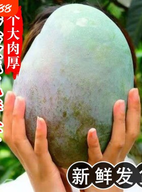 正宗攀枝花凯特芒果水果新鲜香软甜批发大芒果当季大青芒彩箱包邮