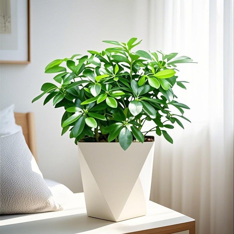 八方来财鸭脚木盆栽四季常青室内桌面绿植物水培花卉发财树七叶莲