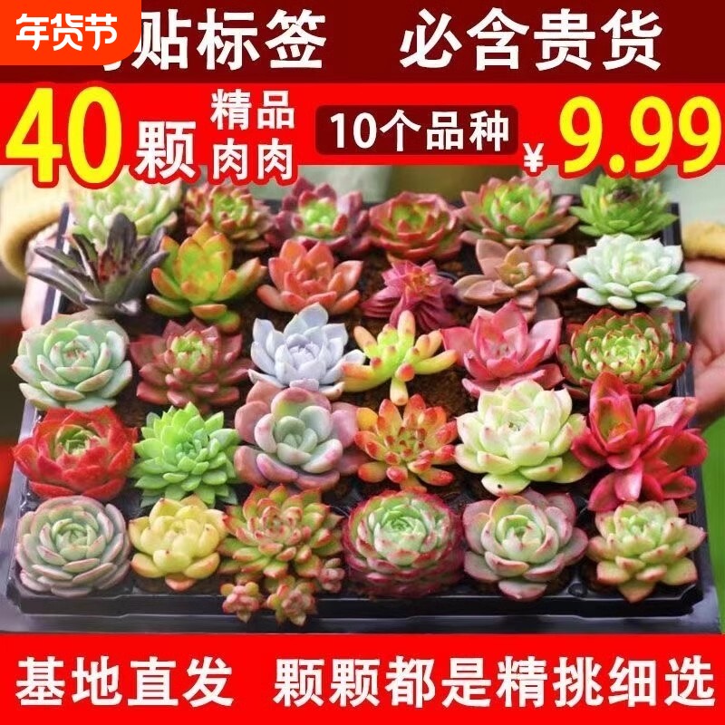 多肉植物随机组合盆栽好养套装花卉小盆栽懒人植物好养花卉绿植