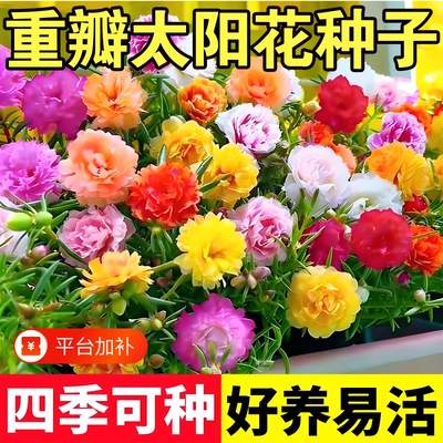 重瓣太阳花种子四季播种开花种籽