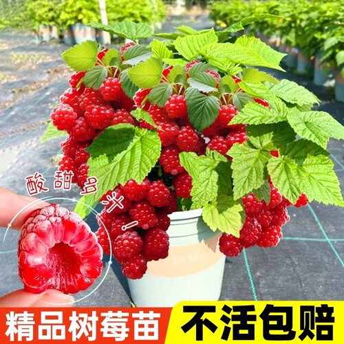 树莓苗红黑树莓果苗当年结果盆栽矮化樱桃苗庭院地栽种耐寒水晶