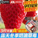 露天大凉山草莓新鲜奶油冬草莓顺丰烘焙商用应季 孕妇水果空运盒装