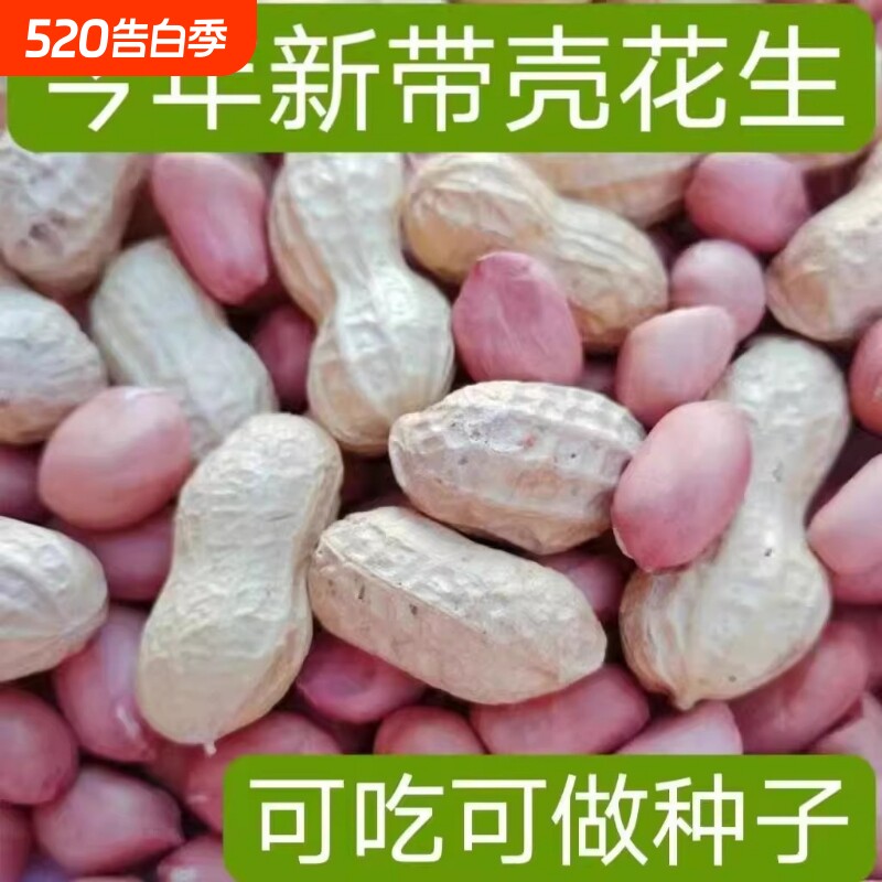 带壳生花生新货薄壳原味皮花生晒干新鲜小花生米水煮做种袋装健康
