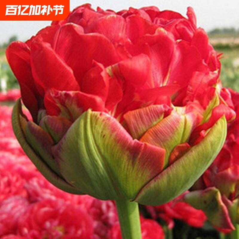 荷兰进口重瓣郁金香种球北方耐寒室外庭院花卉盆栽花冰激凌郁金香