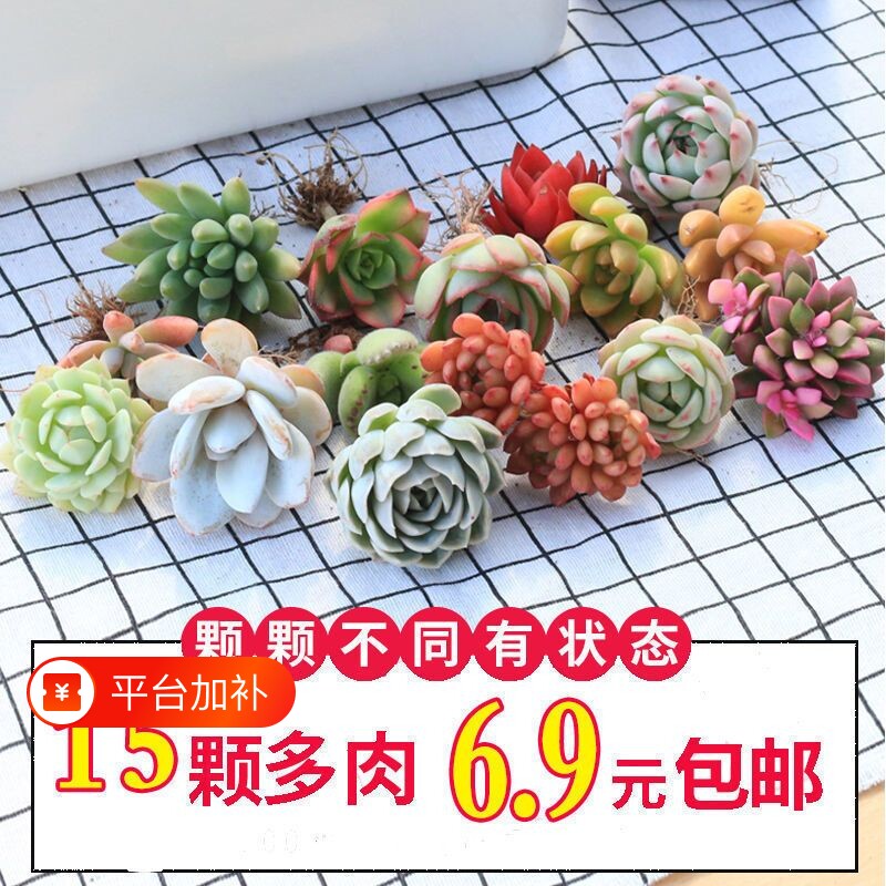 优选多肉植物花卉组合盆栽送盆送土室内外绿植新手套餐大颗好养活