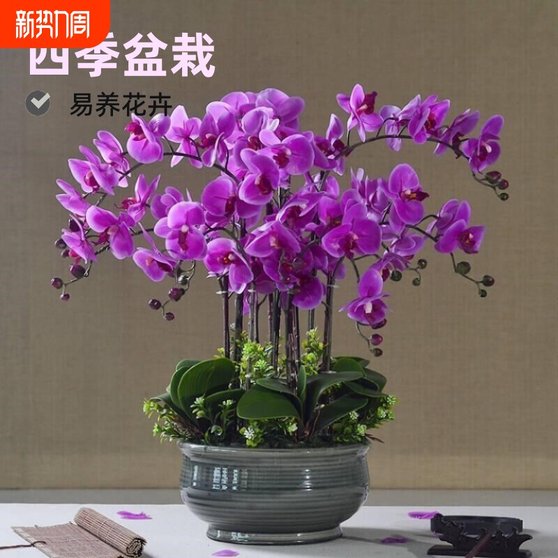 蝴蝶兰花苗室内盆栽阳台包邮四季客厅办公室桌面摆放耐寒绿植