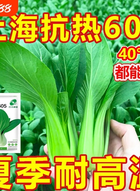 上海抗热605百合头种子上海青小油菜青菜小白菜四季农家耐热耐寒