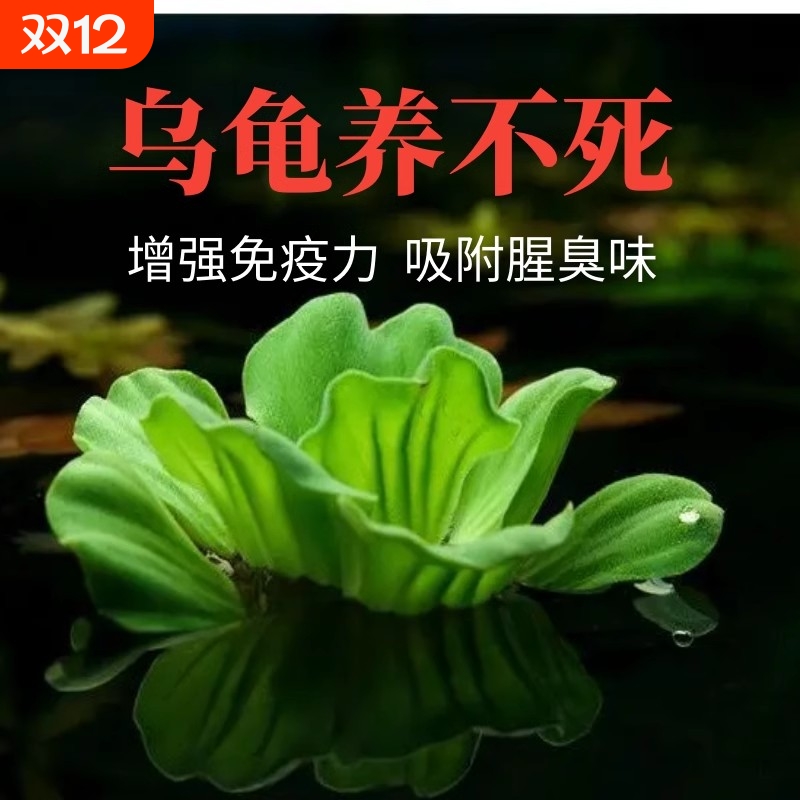 乌龟缸浮萍植物古法养龟净化水质阴性生态缸水芙蓉真水草造景鱼缸