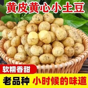新鲜土豆马铃薯小土豆迷你黄心黄皮农家自种现挖洋芋蔬菜沙面软糯