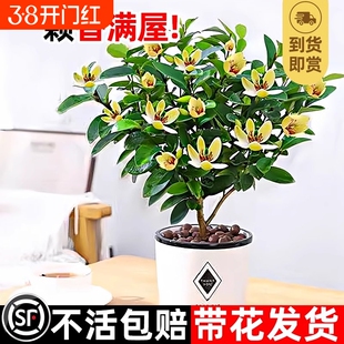 含笑花盆栽树苗带花苞浓香型桂花卉室内外阳台庭院桂花苗四季开花