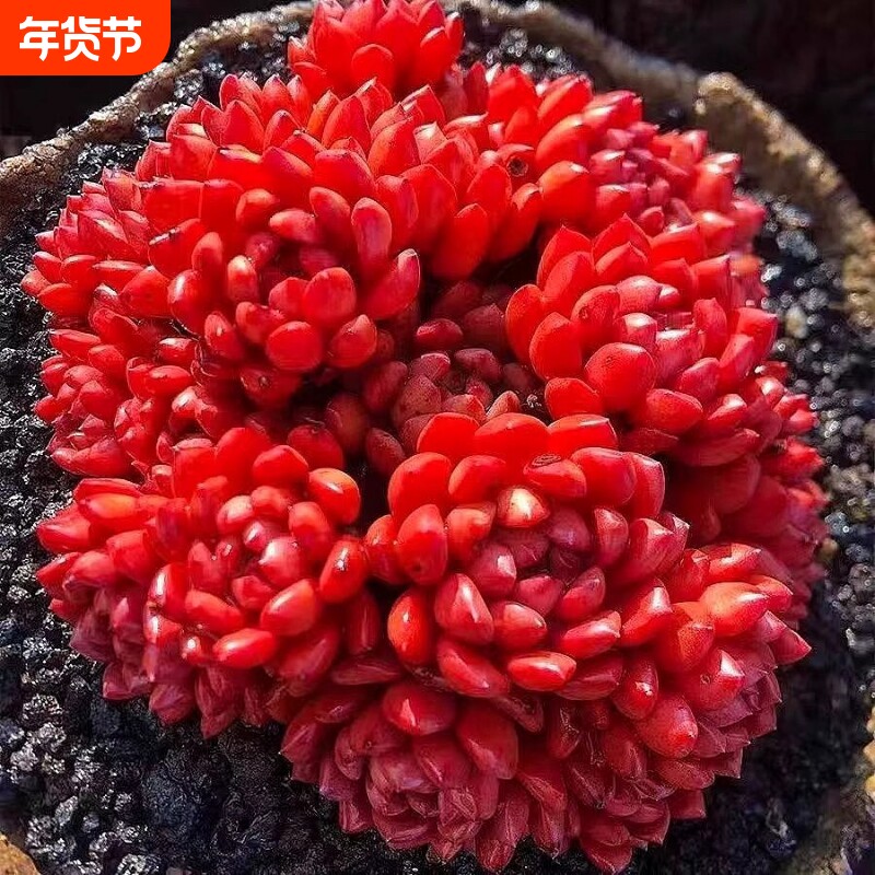 红宝石多头多肉绿植好养植物肉肉组合办公室盆栽创意花卉中国风