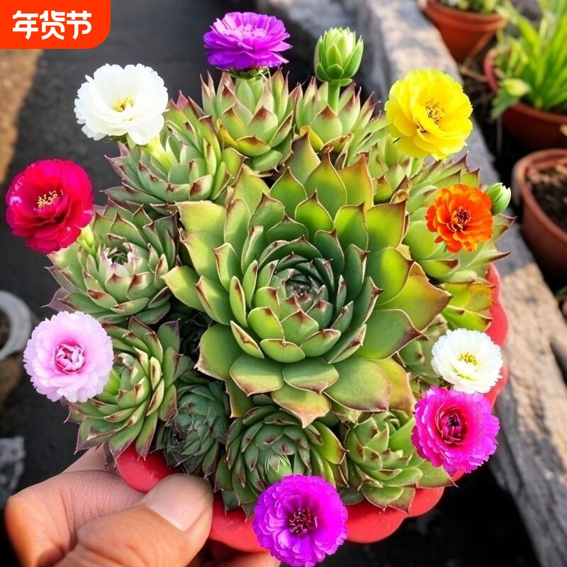 开花七彩观音莲群生多头招财多肉植物盆栽室内防辐射花卉四季阳台