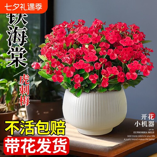 铁海棠虎刺梅盆栽老桩大叶大花阳台室内花卉绿植物四季好养活开花