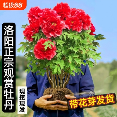 牡丹花苗盆栽特大苗正宗洛阳菏泽重瓣四季花卉牡丹花树苗红牡丹