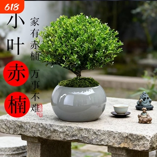 小叶赤楠盆景老桩盆栽绿植室内办公室绿植物四季好养迷你桌面花卉