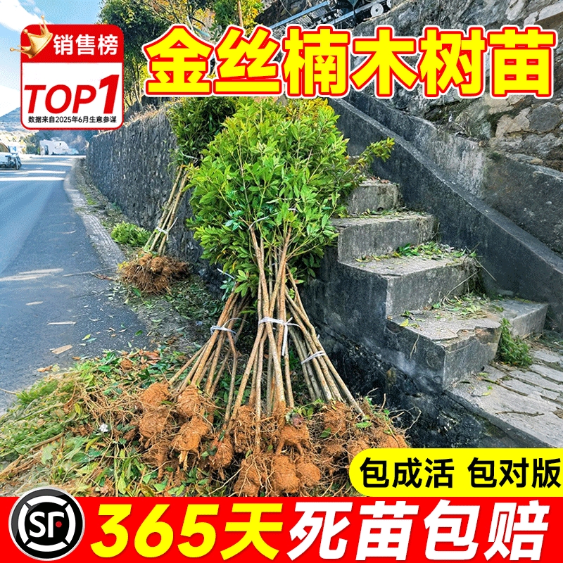 四川正宗金丝楠木树苗