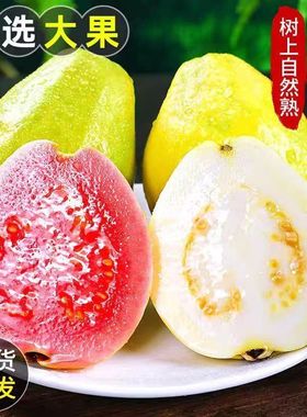 福建软糯软心芭乐5斤水果漳州当季奶油软白番石榴应季新鲜巴乐果