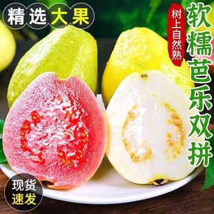 福建软糯软心芭乐5斤水果漳州当季 新鲜巴乐果 奶油软白番石榴应季