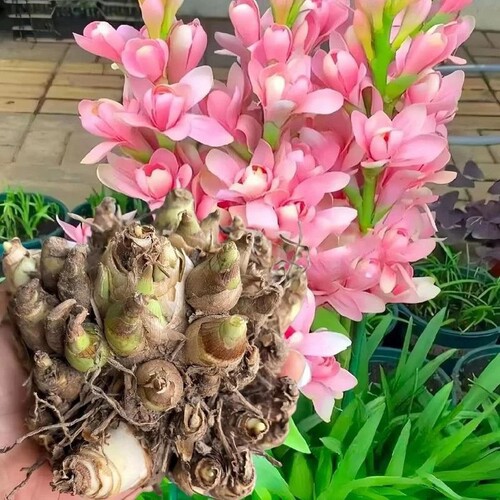 浓香型晚香玉重瓣种球多年生阳台室内花卉盆栽耐寒耐热绿植开花