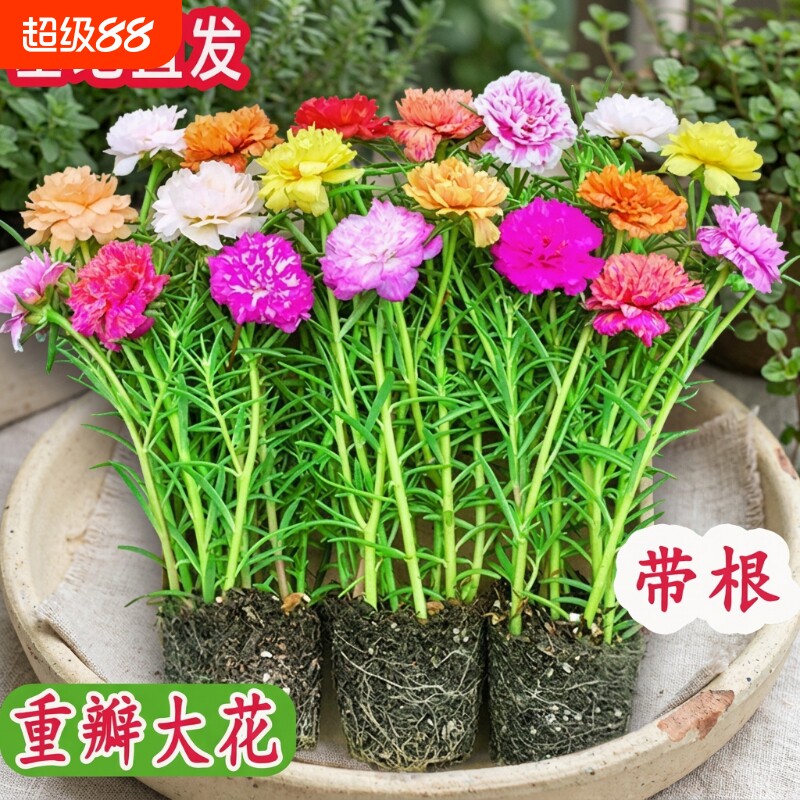 太阳花重瓣盆栽|298人收藏