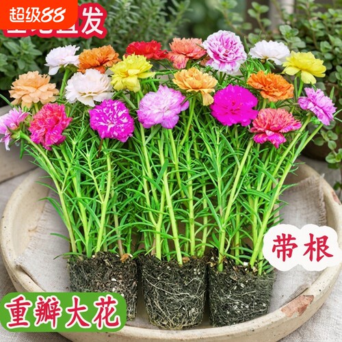 太阳花重瓣盆栽|298人收藏