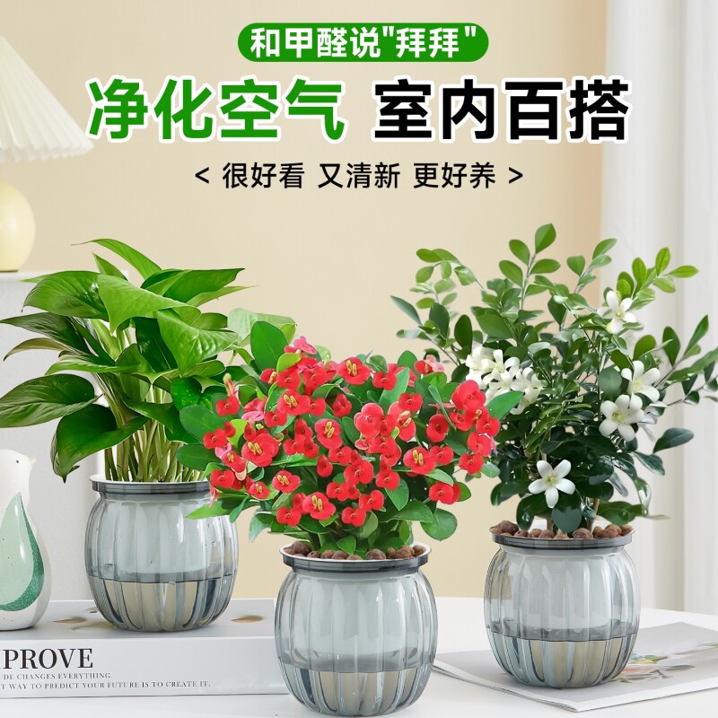 绿萝盆栽室内客厅除甲醛桌面好养活花卉发财树水培植物长寿花摆放