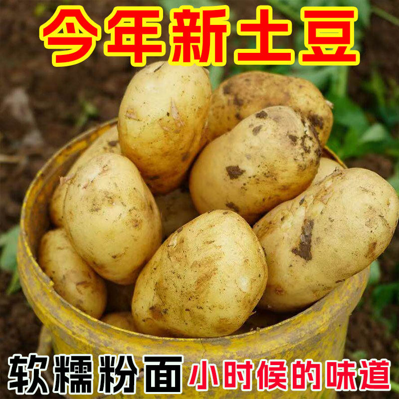 正宗贵州黄心粉面土豆黄土高原黄心大土豆马铃薯新鲜蔬菜 - 实物图