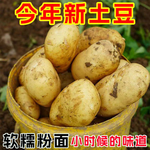 正宗贵州黄心粉面土豆黄土高原黄心大土豆马铃薯新鲜蔬菜