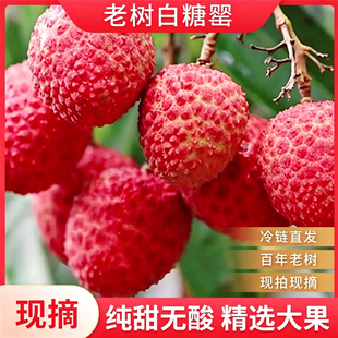 顺丰冷链高州白糖罂荔枝新鲜水果采摘老树3/5斤精品现摘大果自提