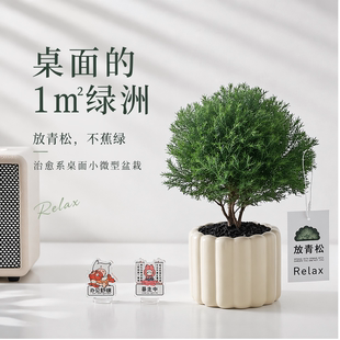 放青松绿植雾凇盆栽办公室桌面小盆景净化空气四季常青办公桌室内