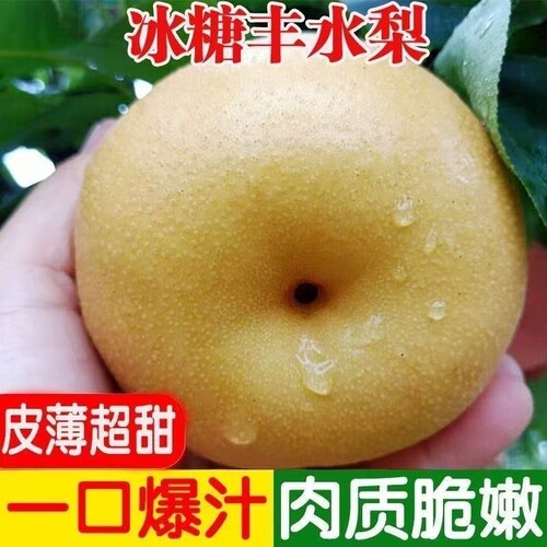 正宗丰水梨产地直发新鲜水果农家自种冰糖梨子当季水果现摘酥脆