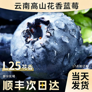 高山L25花香新鲜水果孕妇怡颗蓝梅整箱 云南蓝莓鲜果特大礼盒当季
