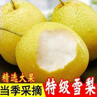 河北赵县雪花梨5斤单果300g+雪梨大果酥梨皇冠梨香酥梨新鲜水果