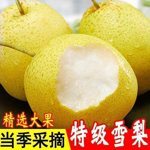 河北赵县雪花梨5斤单果300g+雪梨大果酥梨皇冠梨香酥梨新鲜水果