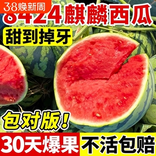 麒麟西瓜苗秧嫁接8424西瓜种籽南方阳台盆栽无籽懒汉水果西瓜秧苗