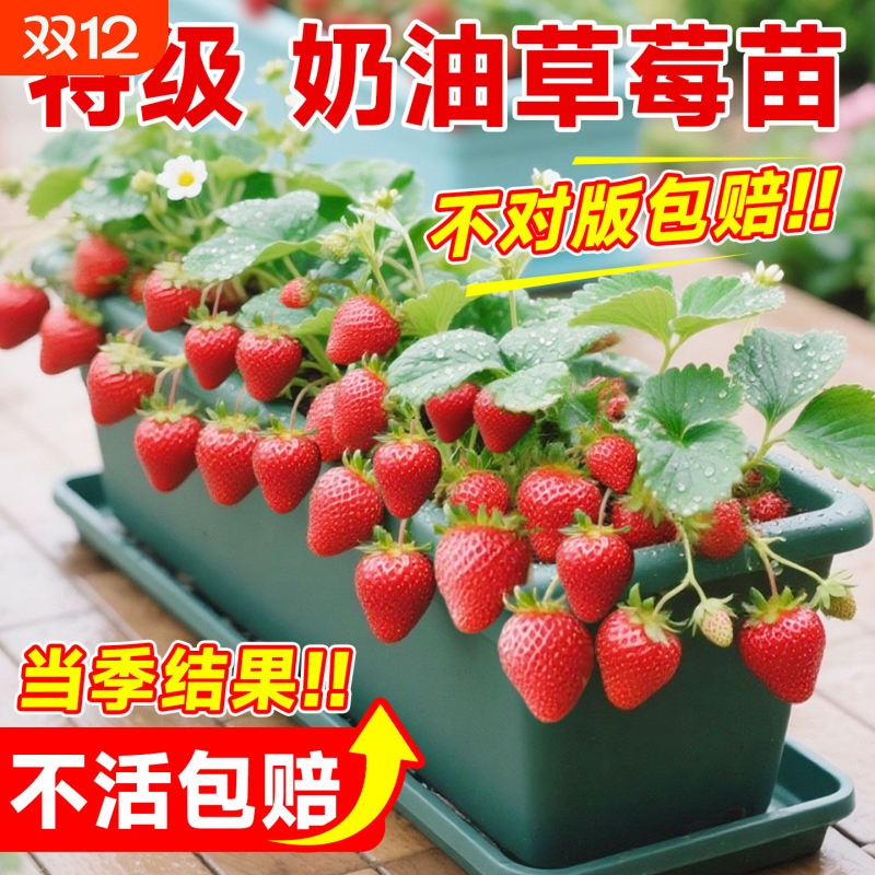 草莓苗四季盆栽食用红颜白雪穴盘苗果苗南北阳台种植好养