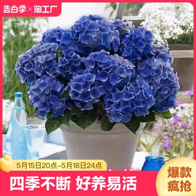 绣球花苗植物无尽夏开花好养的花四季不断盆栽花卉植物室内易养活