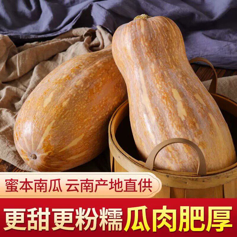 云南新鲜老南瓜农家自种老品种粉糯黄南瓜小南瓜包邮板栗自提生鲜
