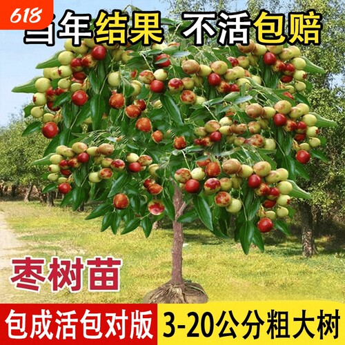 枣树活苗特大冬枣嫁接树苗沾化冬枣三代大枣超甜奶枣苹果水果青枣
