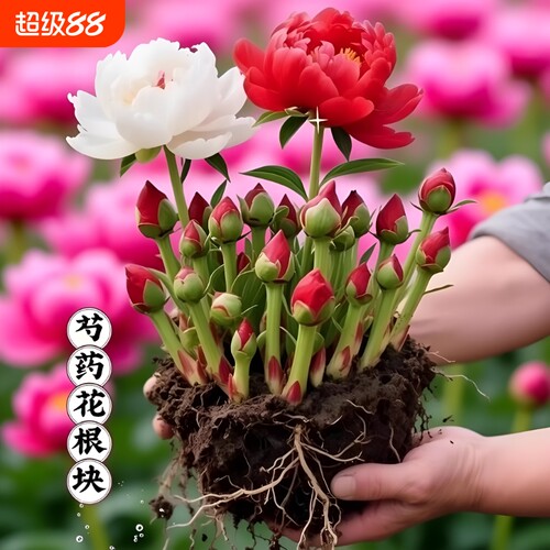 重瓣大花芍药花苗种根根块盆栽花