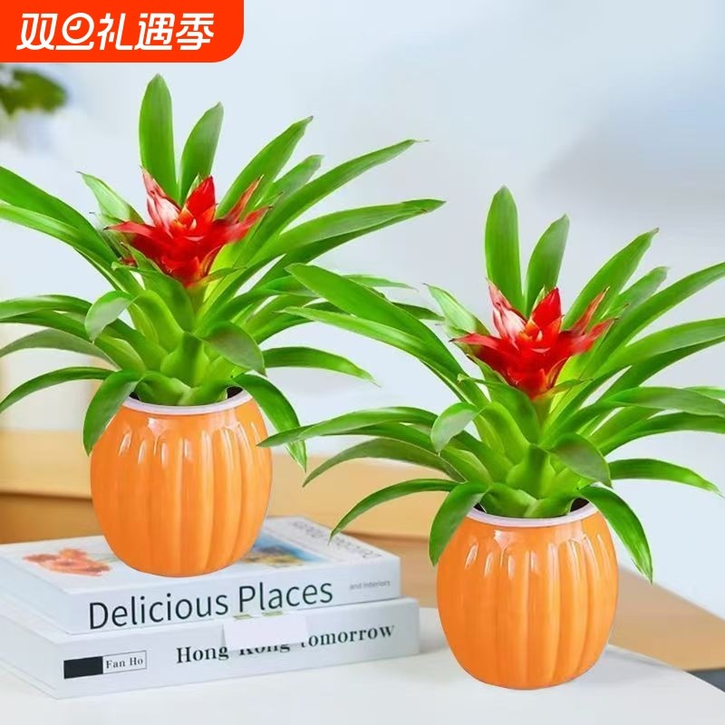 鸿运当头盆栽小盆栽花卉室内水培绿植花卉大全新款