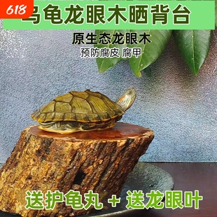 原生态高山龙眼木晒台天然爬木台乌龟水质PH值休息栖息台晒背套餐
