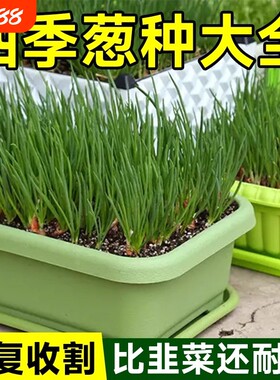 小香葱籽葱小葱种子四季阳台室内盆栽家庭菜种子三叉发芽玉米茼蒿