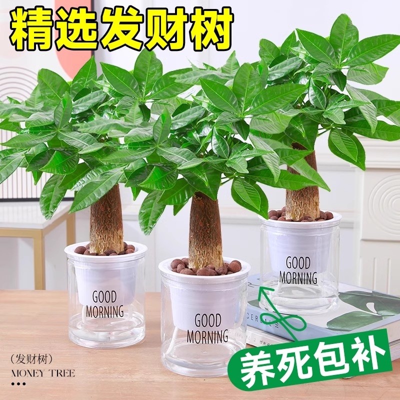 发财树小盆栽水培植物办公室内桌面绿萝文竹四季好养绿植盆景花卉,鲜花速递/花卉仿真/绿植园艺,绿植,淘宝优惠券,粉丝福利购,淘宝优惠卷