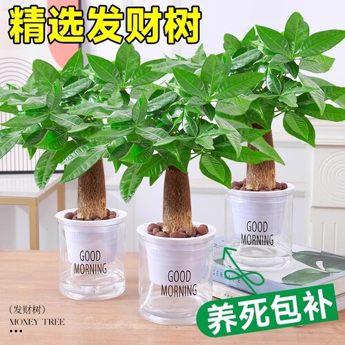 发财树小盆栽水培植物办公室内桌面绿萝文竹四季好养绿植盆景花卉