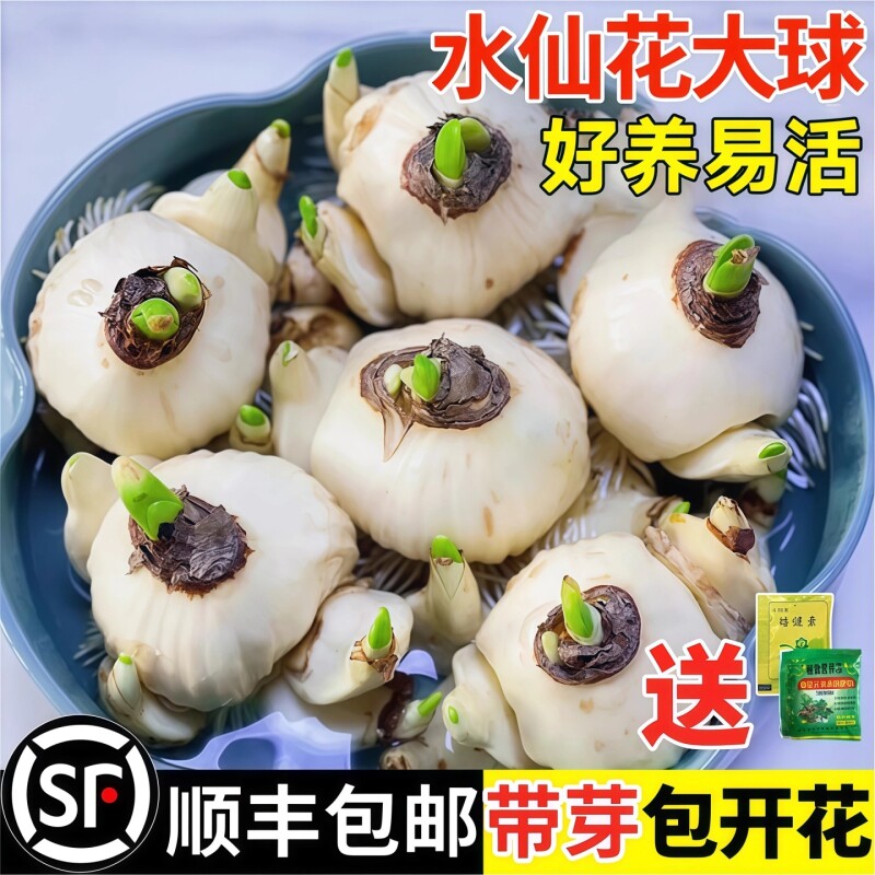 漳州水仙花种球水培盆栽植物带花苞室内冬季花卉郁金香年宵花开花