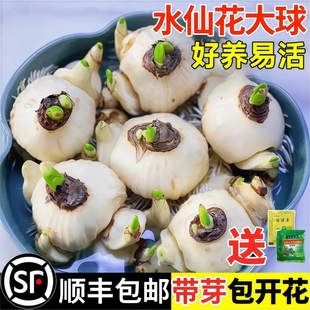 漳州水仙花种球水培盆栽植物带花苞室内冬季 花卉郁金香年宵花开花