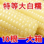 正宗东北白糯玉米软糯香甜拉丝粗粮代餐非即食独立包装甜糯玉米